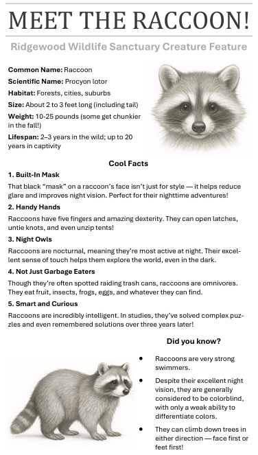 A Meet the Raccoon wildlife feature page from the books