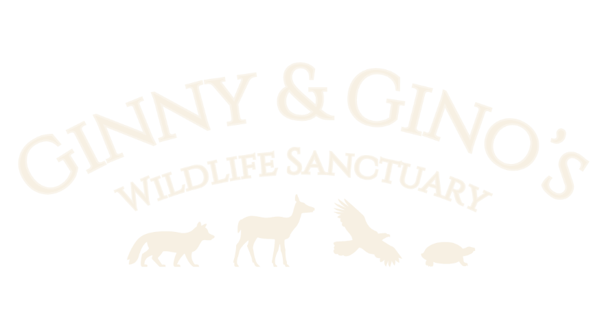 Ginny & Gino's Wildlife Sanctuary